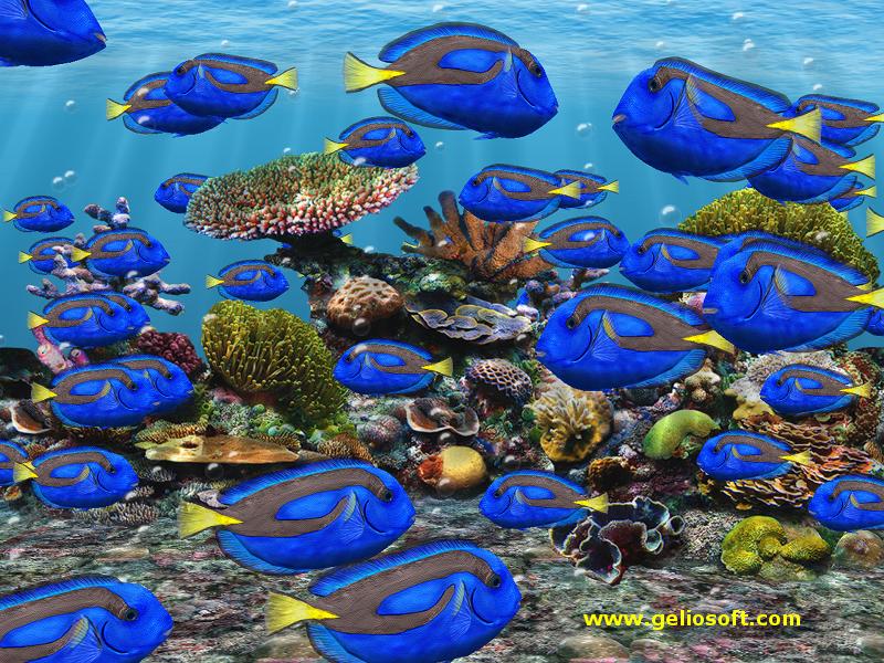 fish aquarium screensaver free download chromebook
