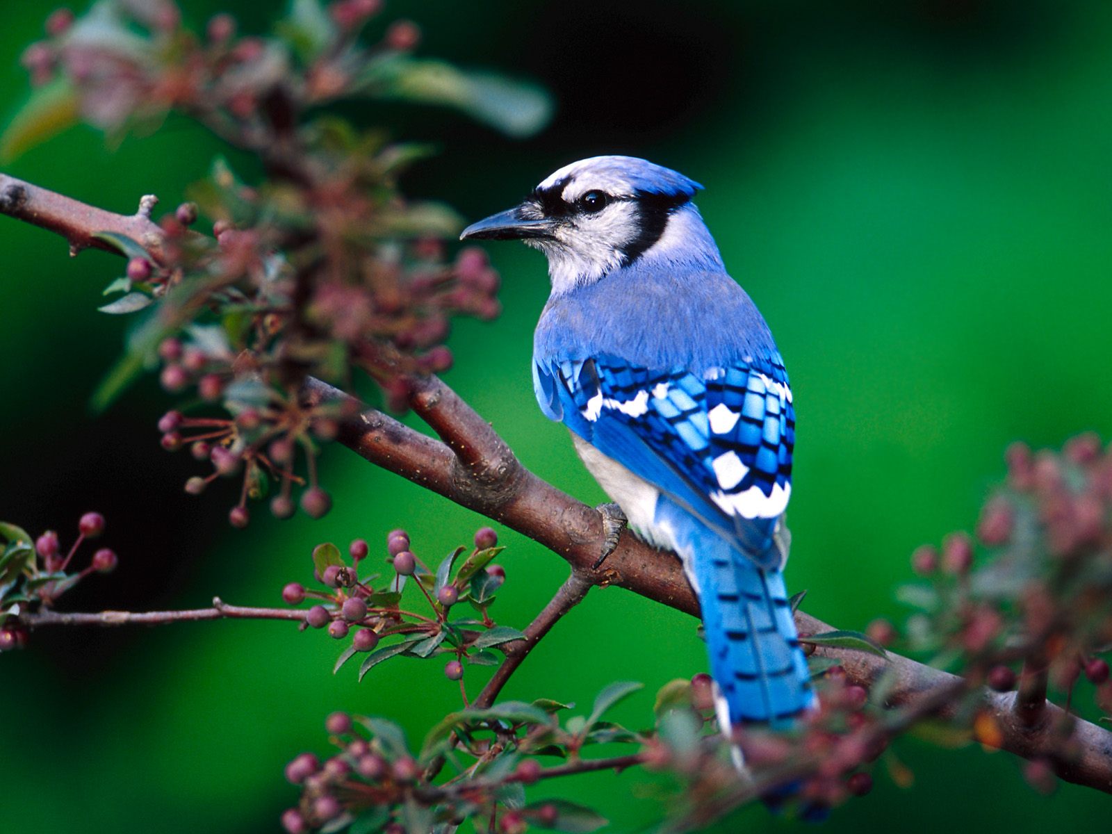 A vibrant Blue Jay perched on a branch with berries