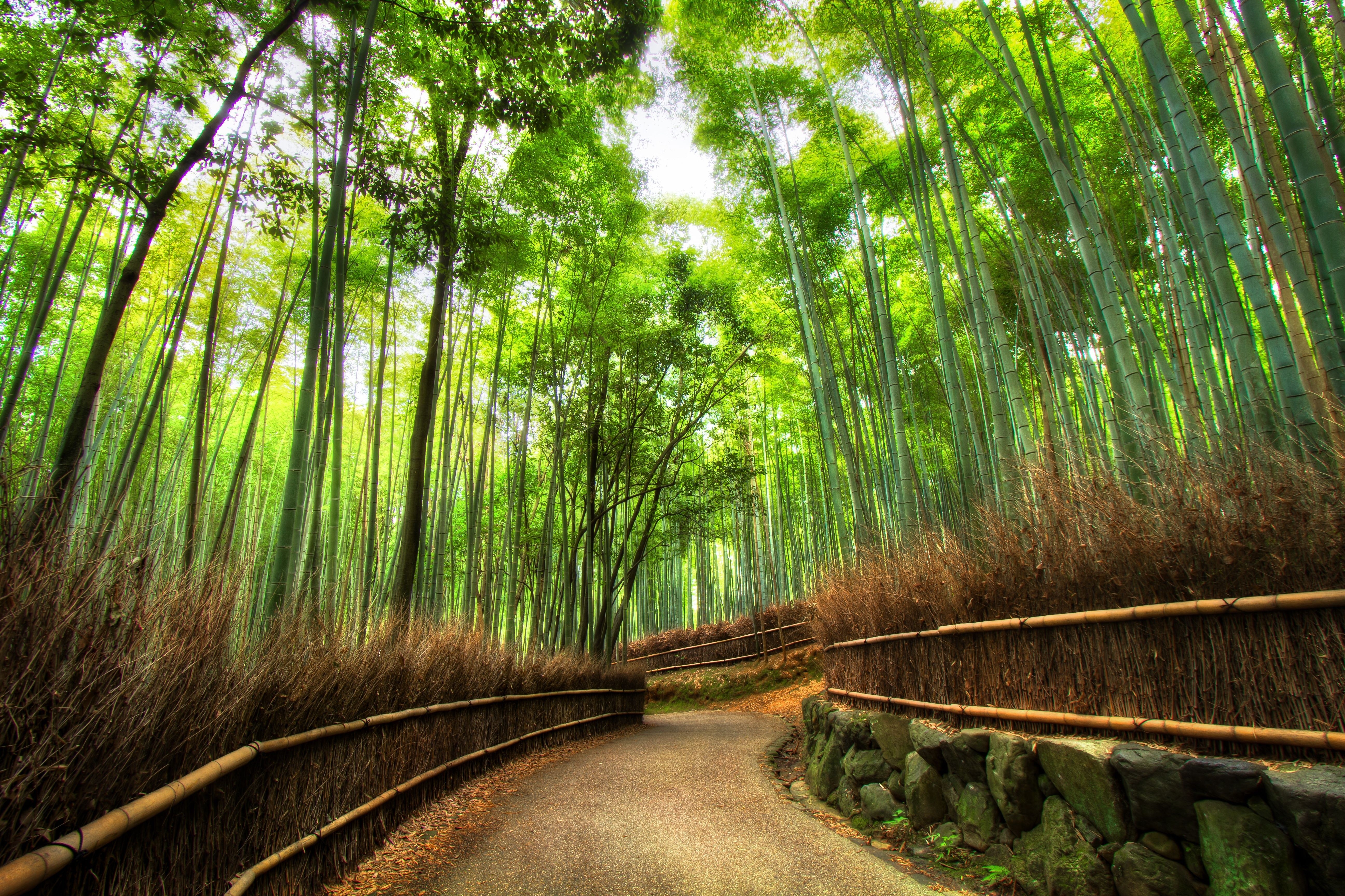 Japan Bamboo Forest Nature Picsfab Desktop Wallpaper