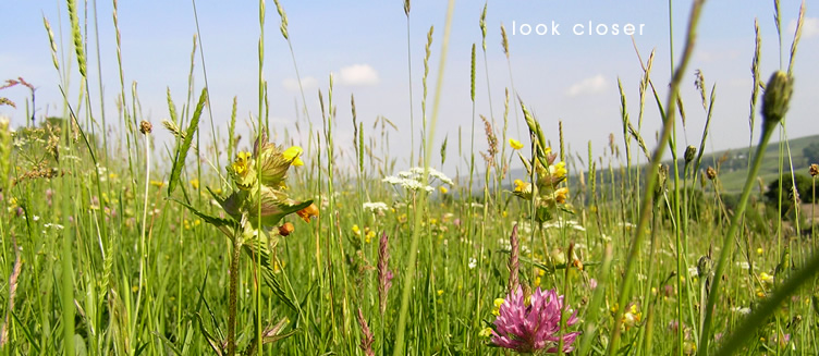 Photo Collection Meadow Grass Flowers