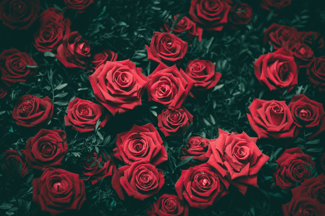 Garden Roses Desktop Wallpaper 4k Resolution Flower Image