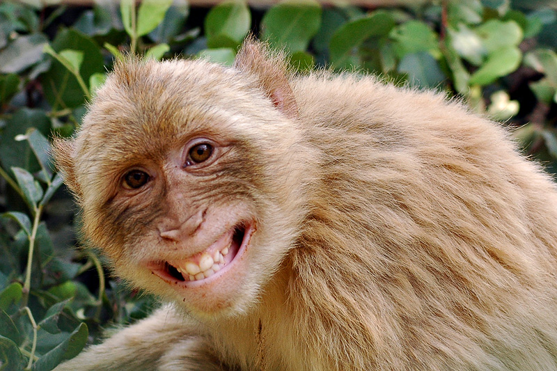 Monkey Funny Image Pictures And Cute Animals