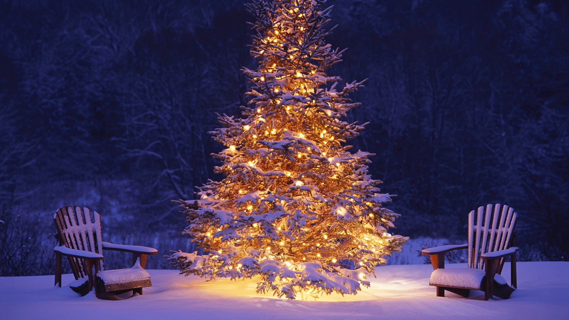 Outdoor Christmas Tree Wallpaper In Winter photos of Xmas Desktop