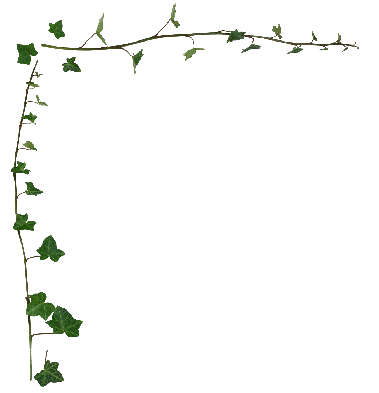 Ivy Vine Border Wallpaper