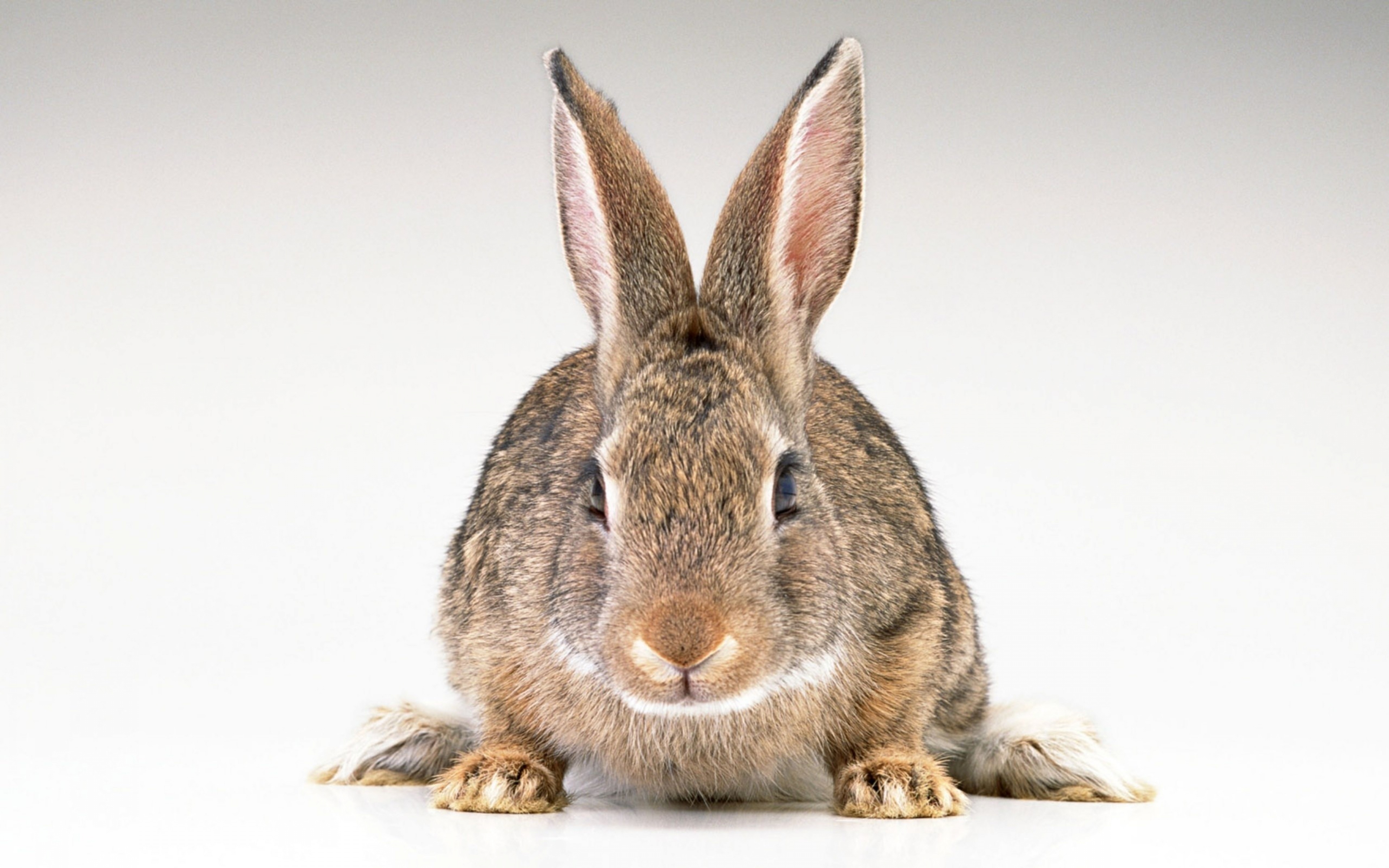 Wallpaper Hare Rabbit Ears Ultra HD 4k