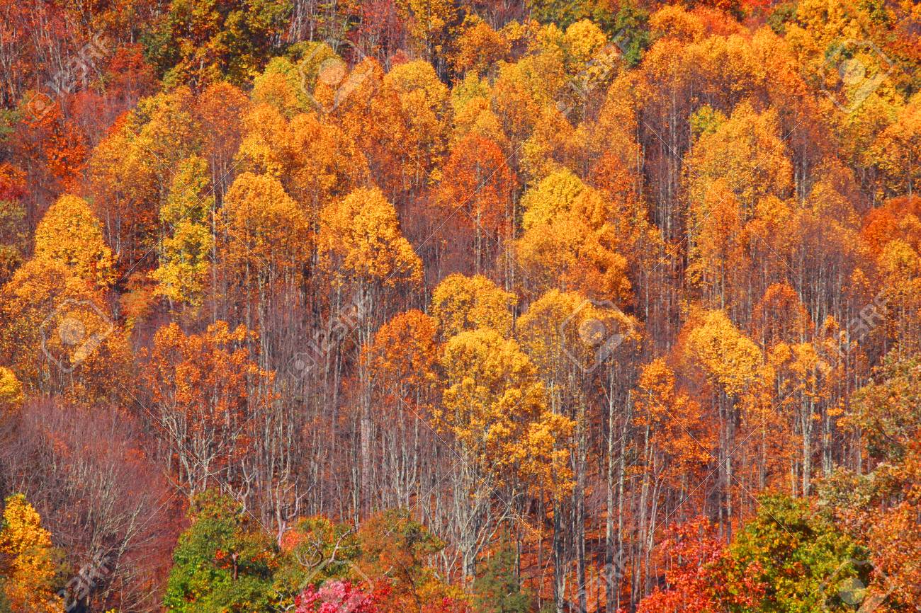 Aspen Trees Background Stock Photo Picture And Royalty Image