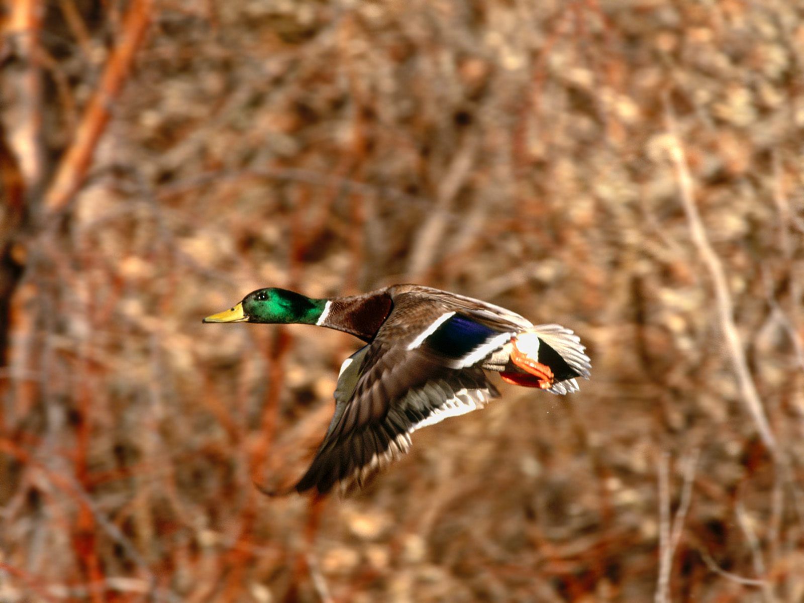 Duck Hunting Wallpapers  Top Free Duck Hunting Backgrounds   WallpaperAccess