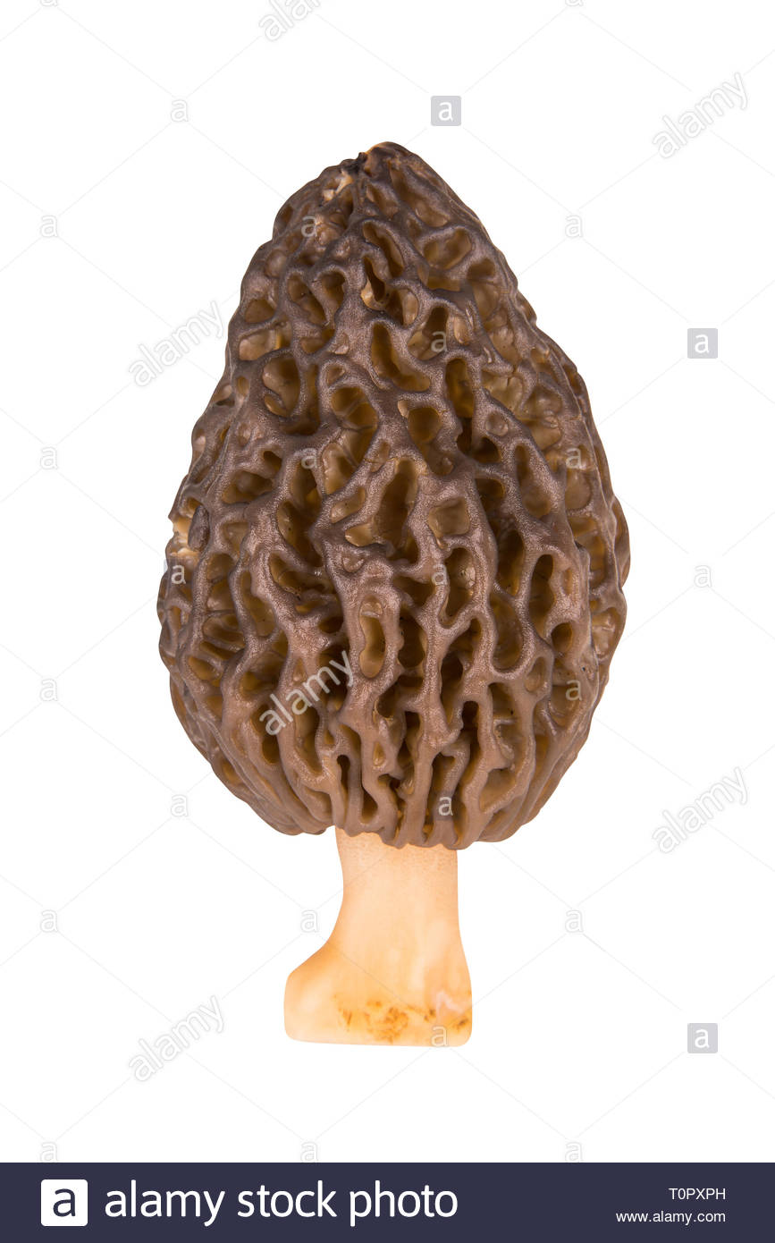 Morel Mushroom On White Background With Clipping Path Stock Photo