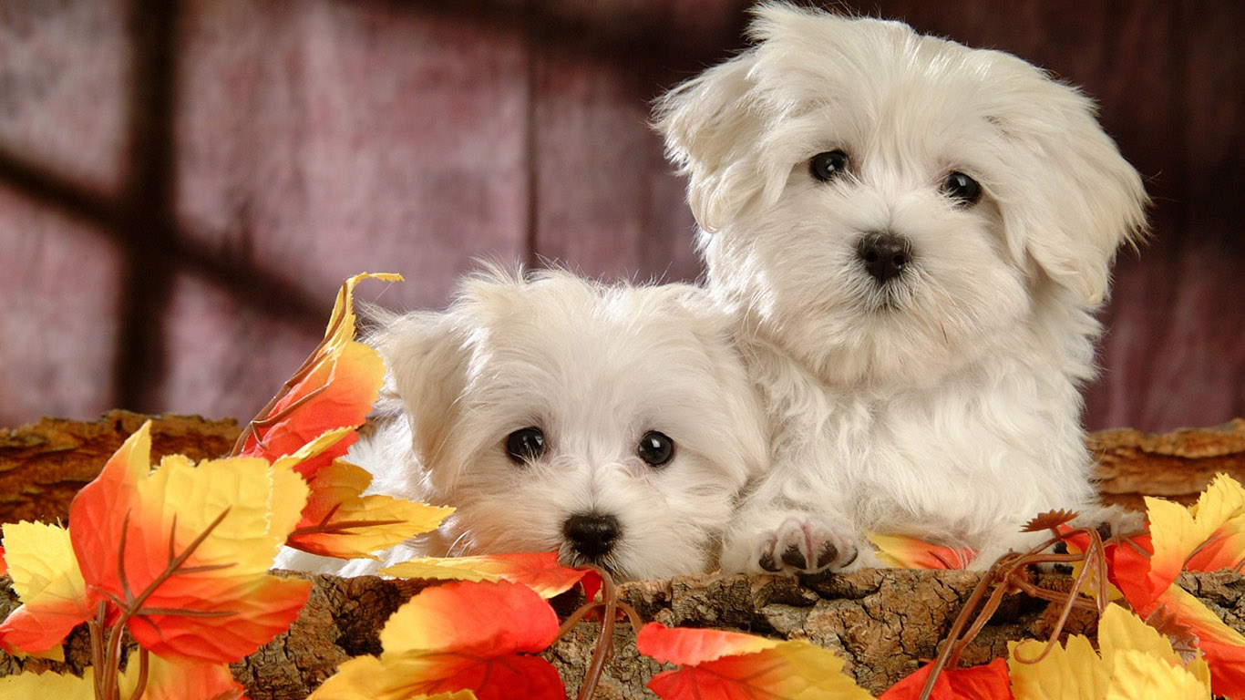 Cute Dog HD Wallpaper Etc Fn