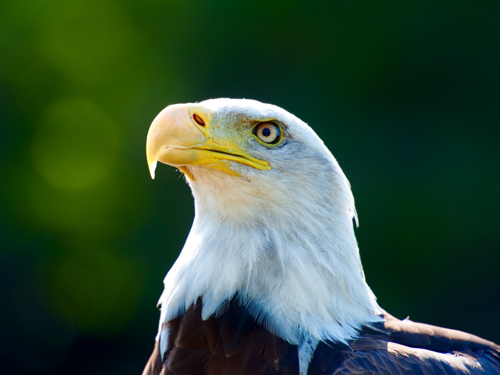 Bald Eagle HD Wallpaper Pictures Image Background Photos