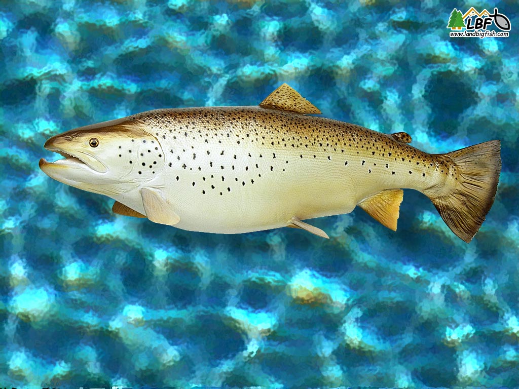 Brown Trout Wallpaper