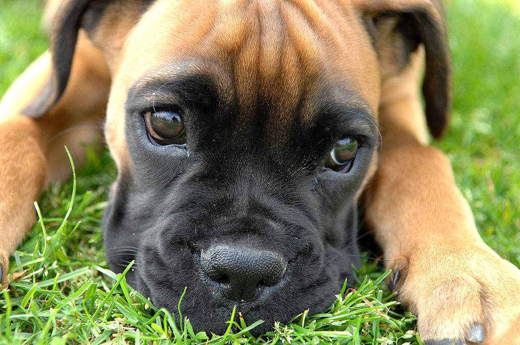 Boxer Puppy Close Up Picture Puppies Wallpaper