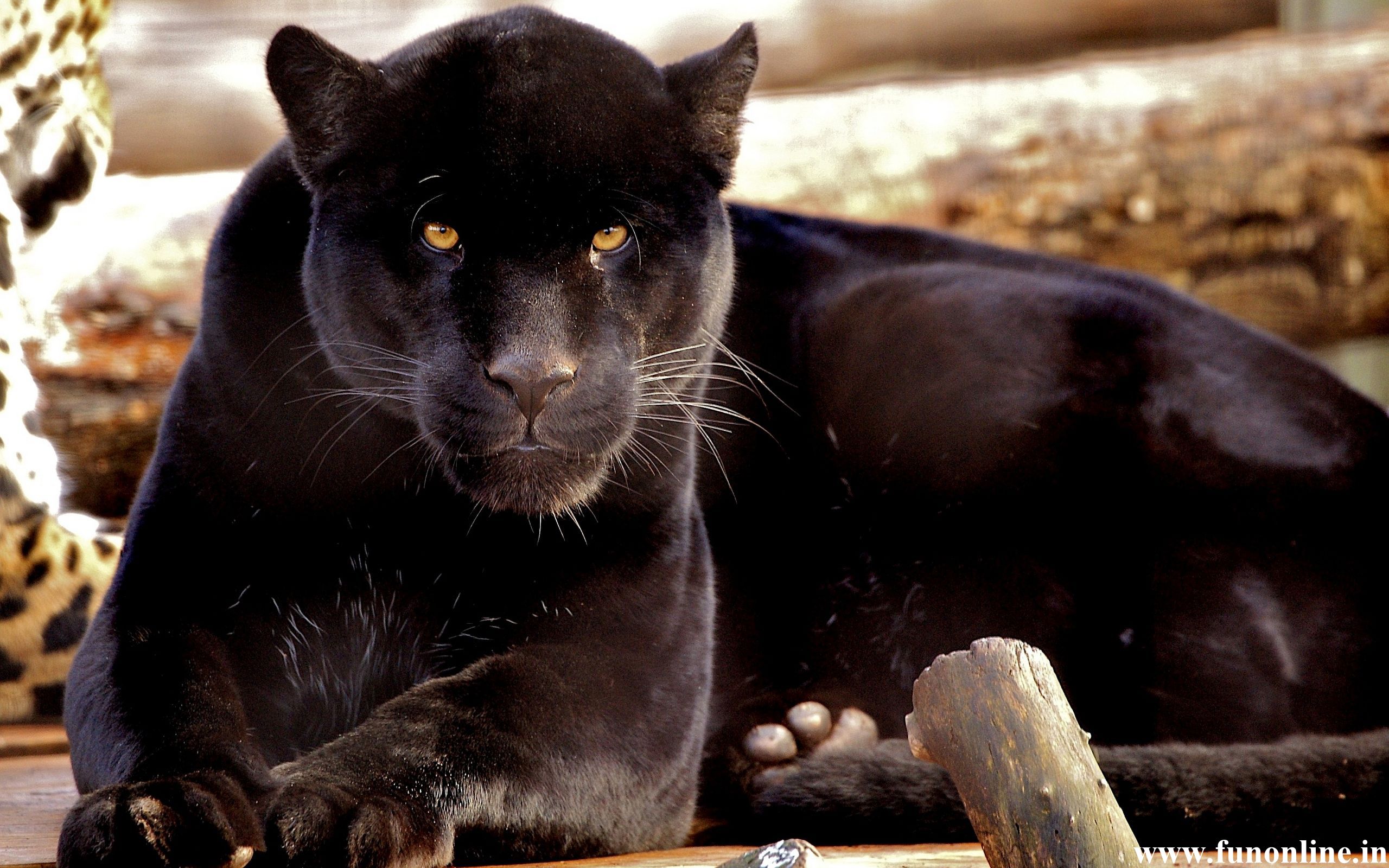 Panther Wallpaper Black Panthers HD