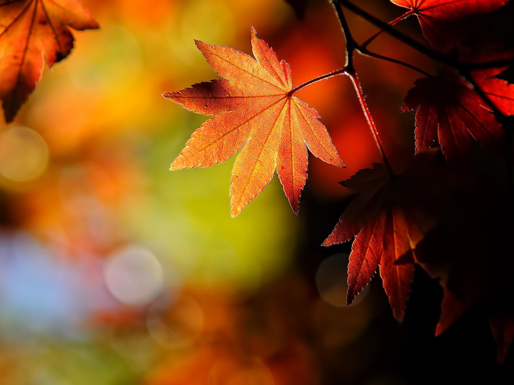 Được thiết kế với màu sắc ấm áp của mùa thu, những bức hình nền Windows 7 Autumn Wallpapers khiến người xem cảm thấy ấm áp và dễ chịu. Trải nghiệm ngay vẻ đẹp mùa thu với hình ảnh cực kỳ lãng mạn và thơ mộng, tạo ra những khoảnh khắc đáng nhớ khó quên.