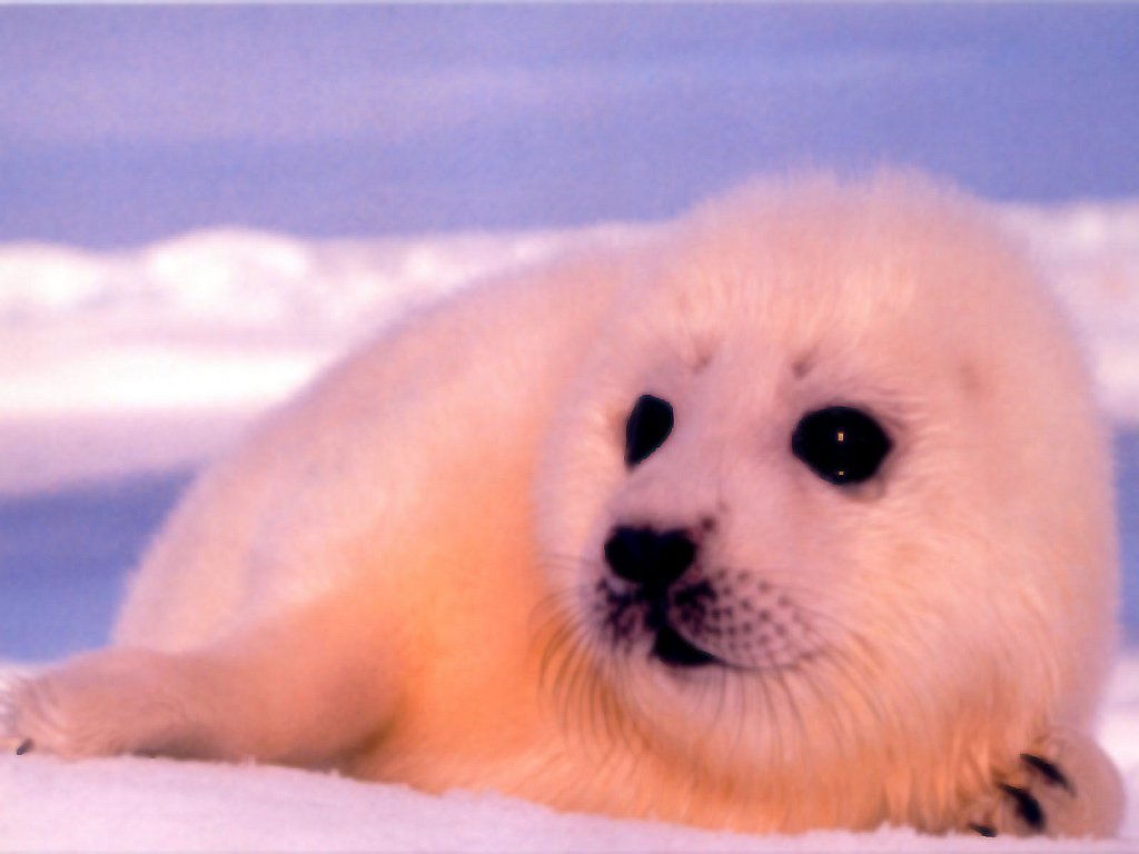 Baby Seal Wallpaper For iPad