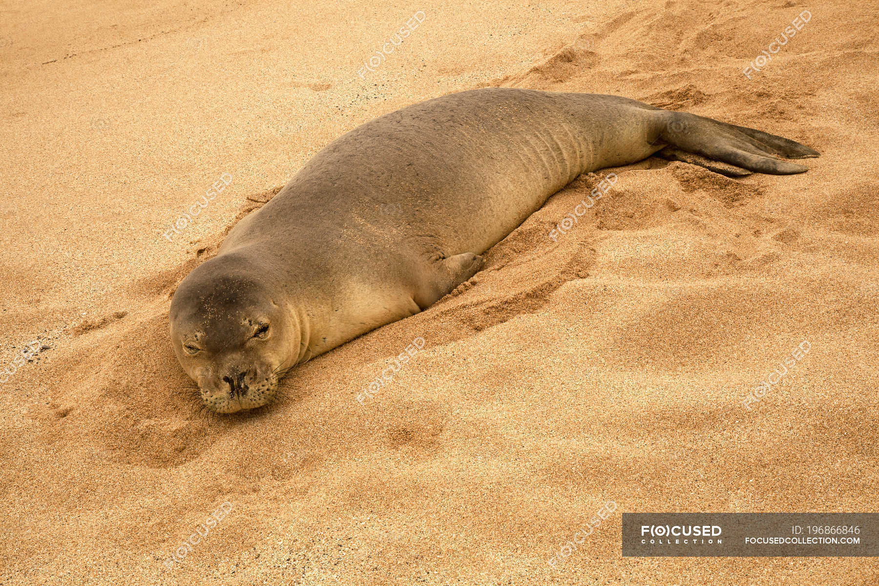 Monk Seal Wallpaper