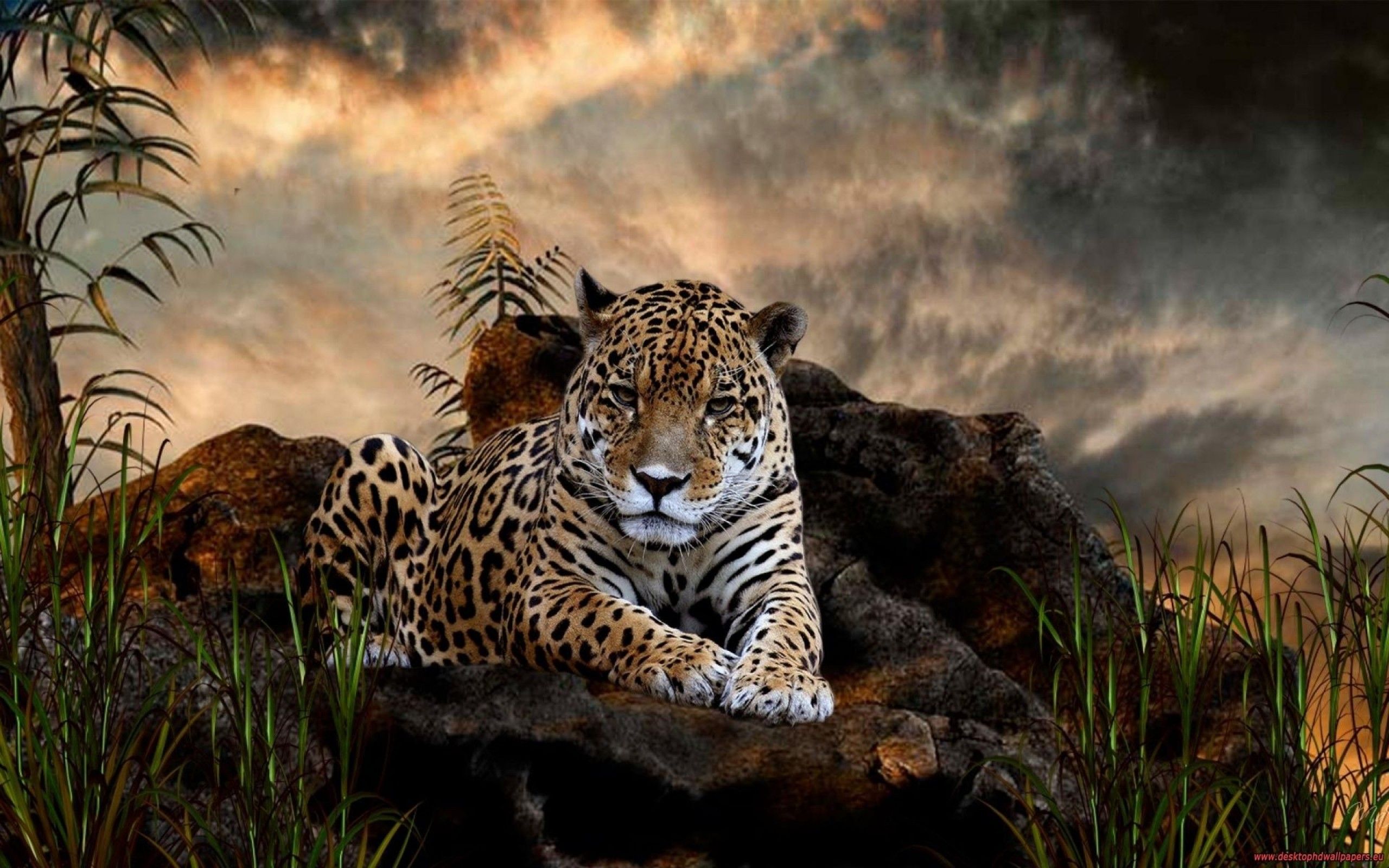 Amazing Tiger Animal Wallpaper Wild