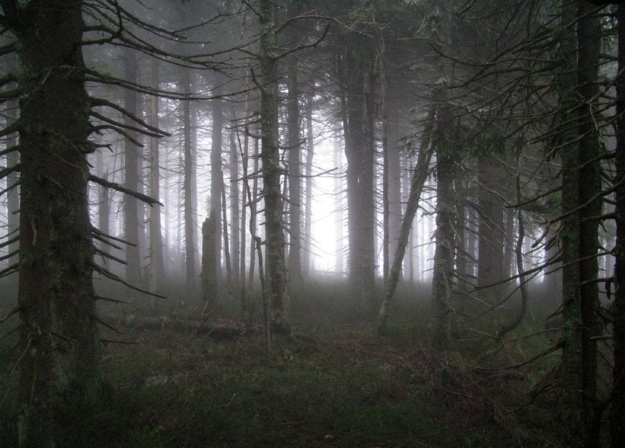 Spooky Forest By Ktostam