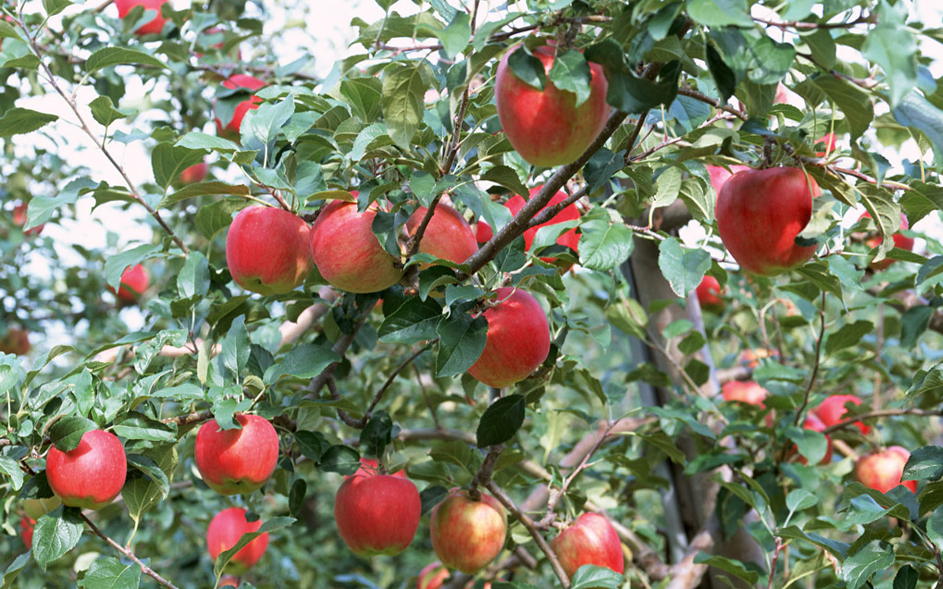 Apple Tree HD Wallpaper