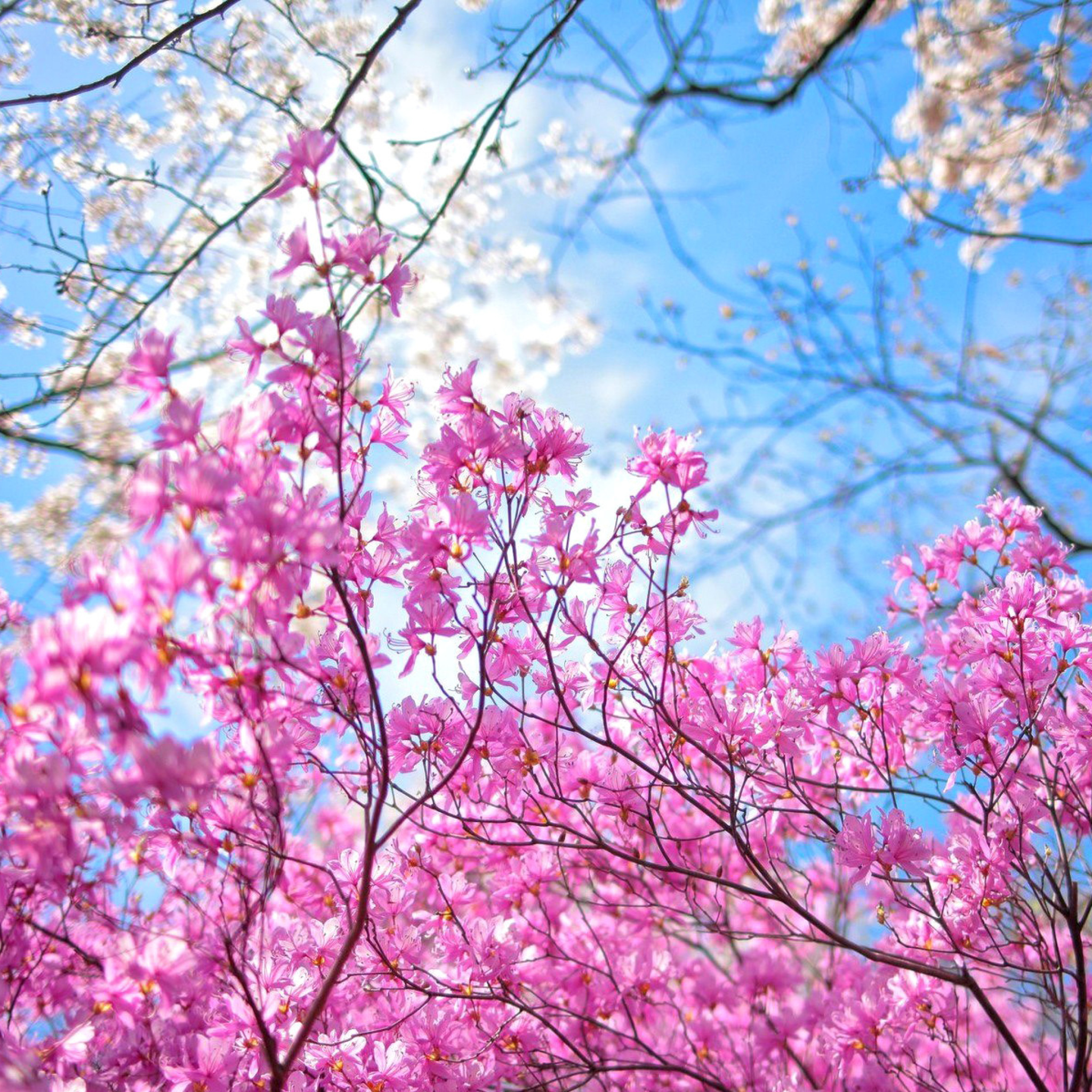 Spring Sakura Garden In Kyoto Wallpaper For iPad Mini