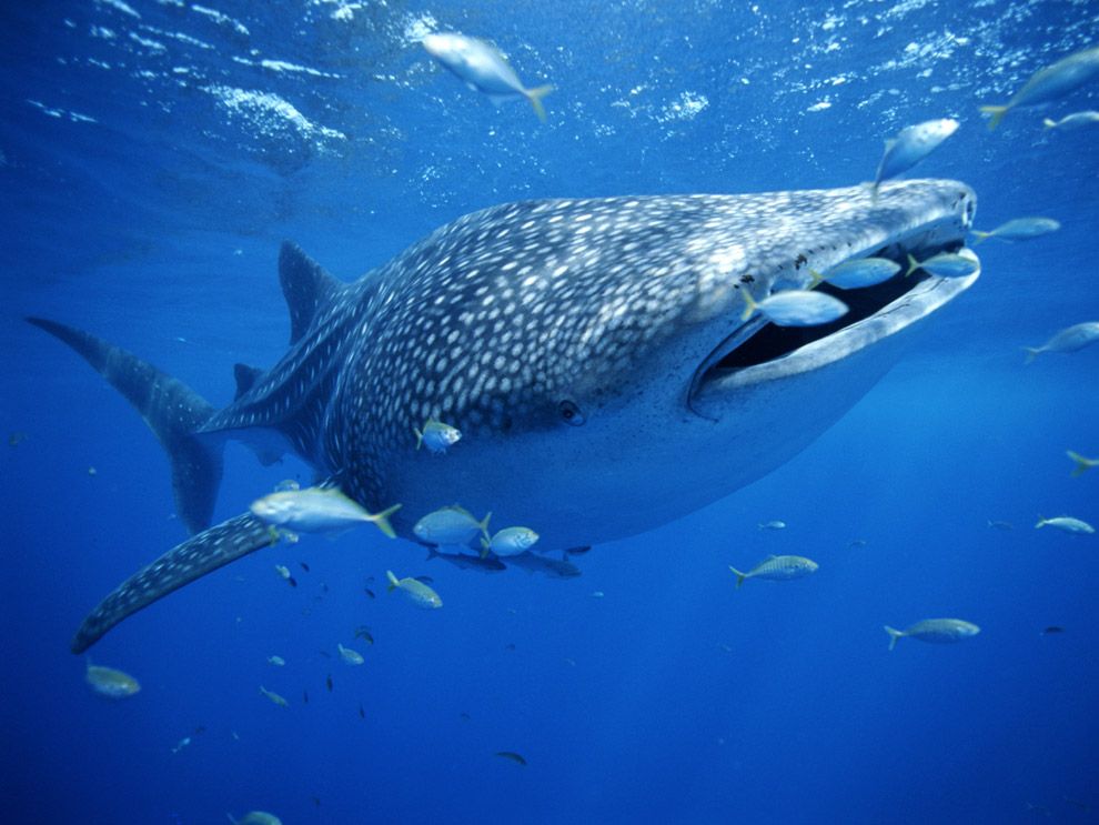 Photo Whale Shark With Small Fish