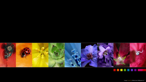 Rainbow Colors Desktop Wallpaper Image Search Results