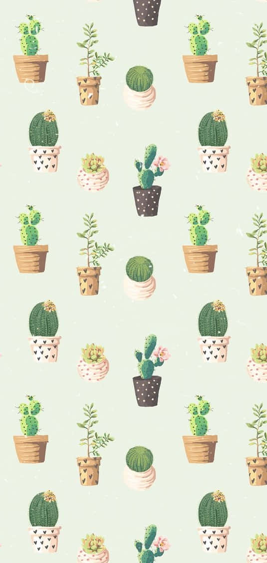Cactus iPhone Wallpaper