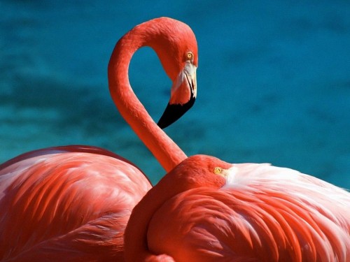 Flamingo Screensaver Screensavers