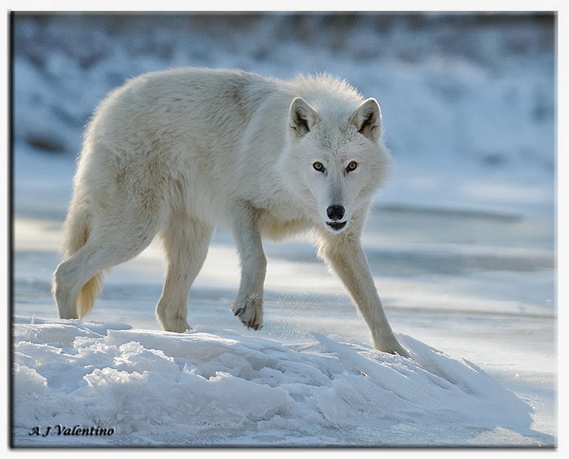 Arctic Wolf Wallpaper