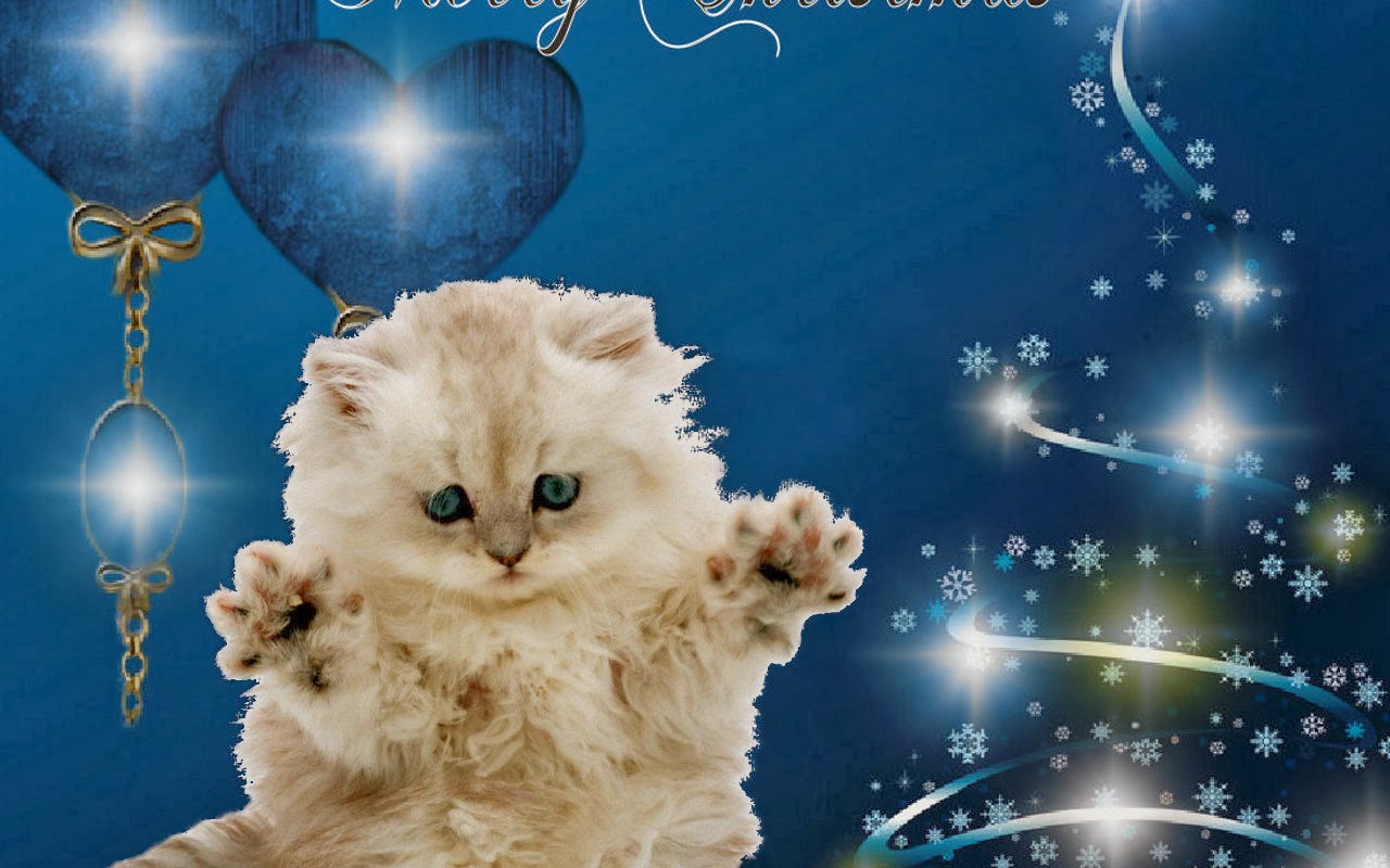 Funny pictures Christmas Cat Christmas Decorations christmas