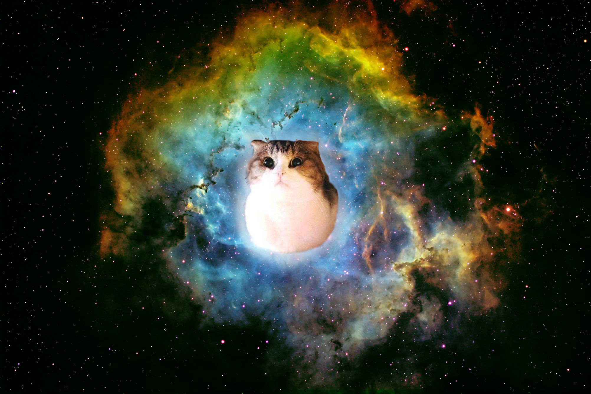 space cat iphone wallpaper