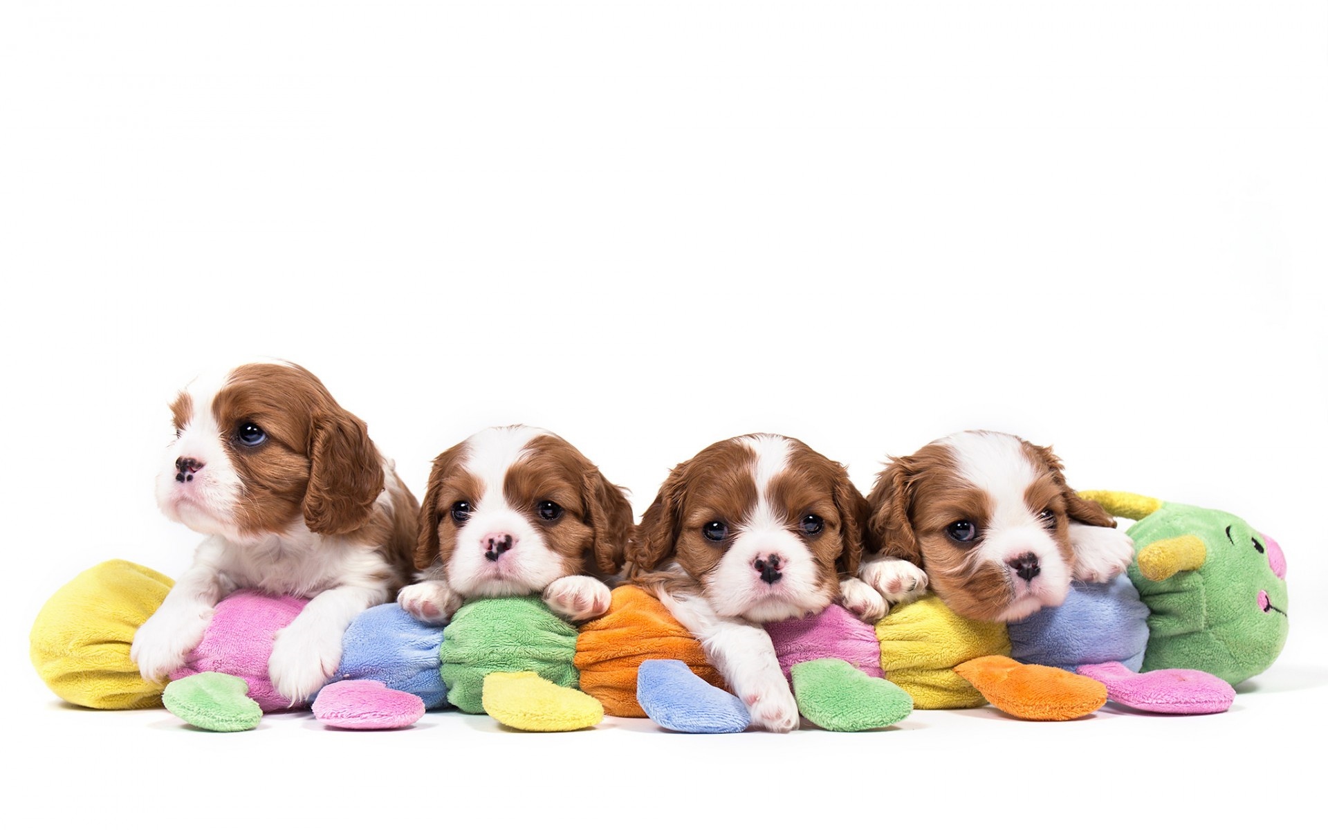 Animal King Charles Spaniel HD Wallpaper