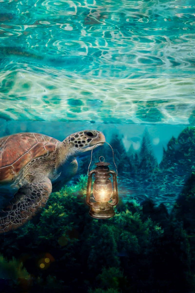 Sea Turtle iPhone Wallpaper