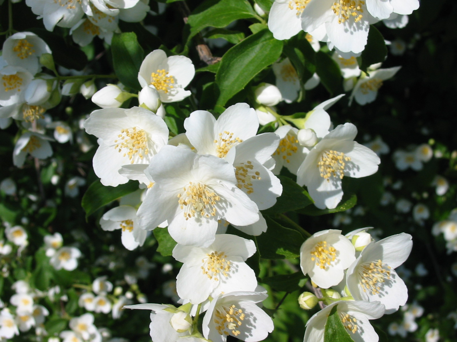 HD Flower Wallpaper Jasmine