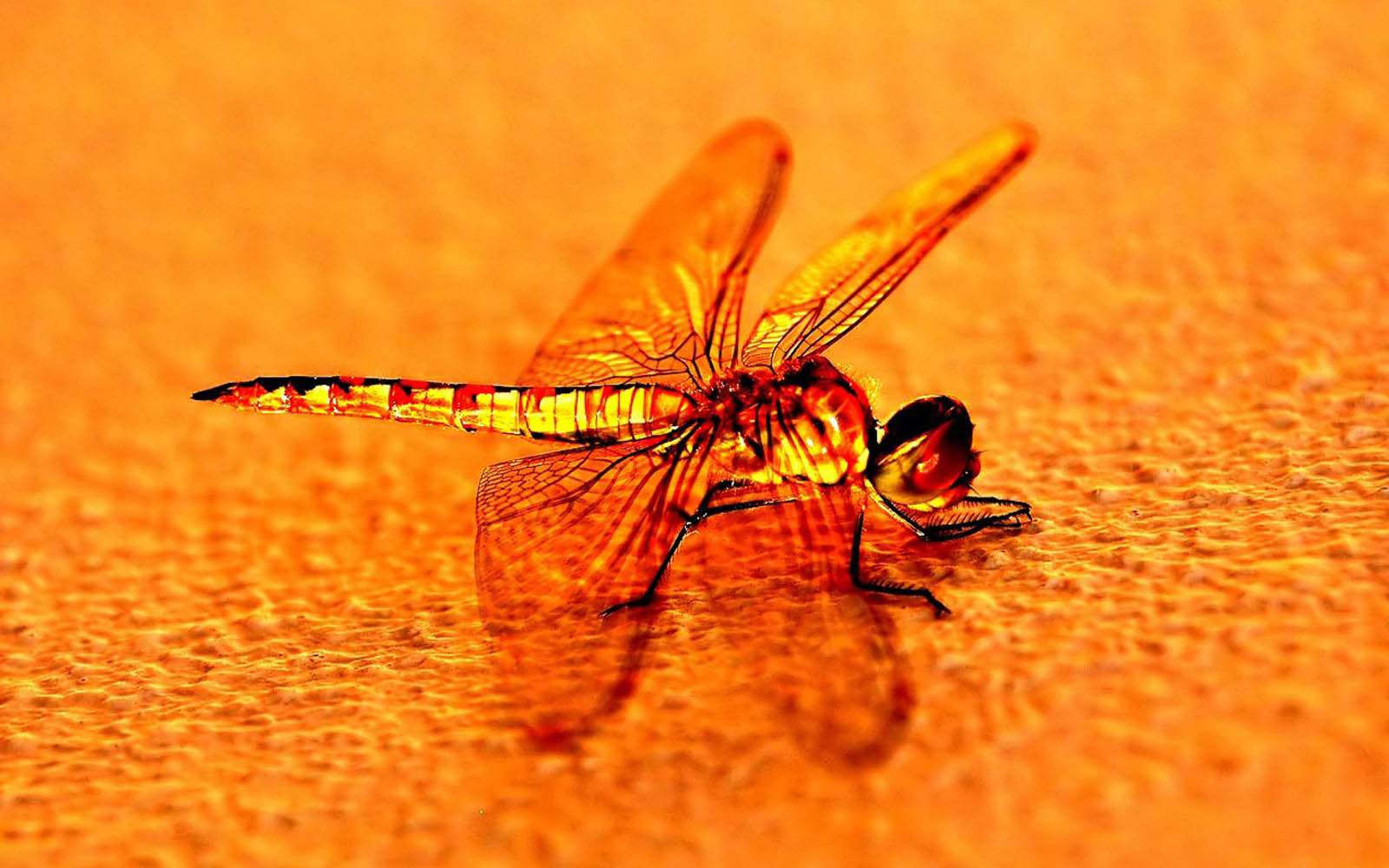 Wallpaper Dragonfly