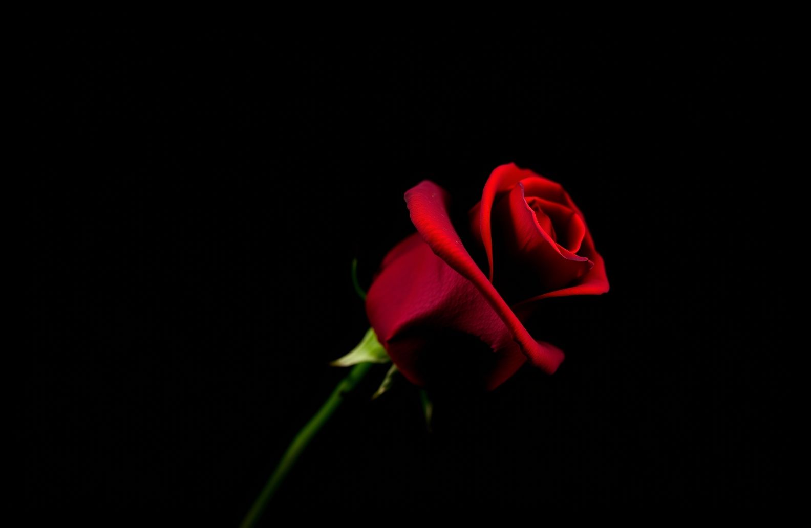 Red Rose Black Background