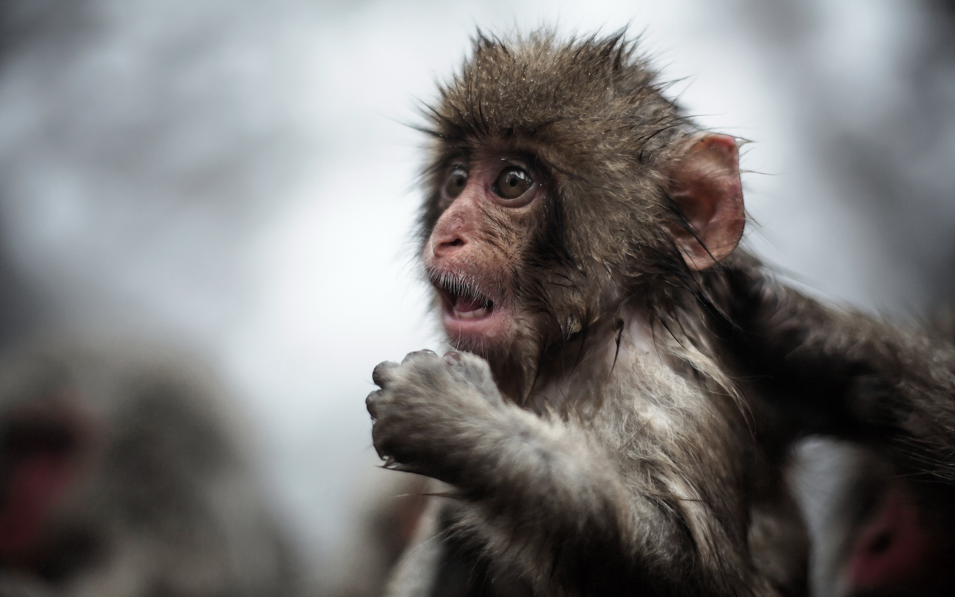 Explore The Collection Monkeys Animal Monkey