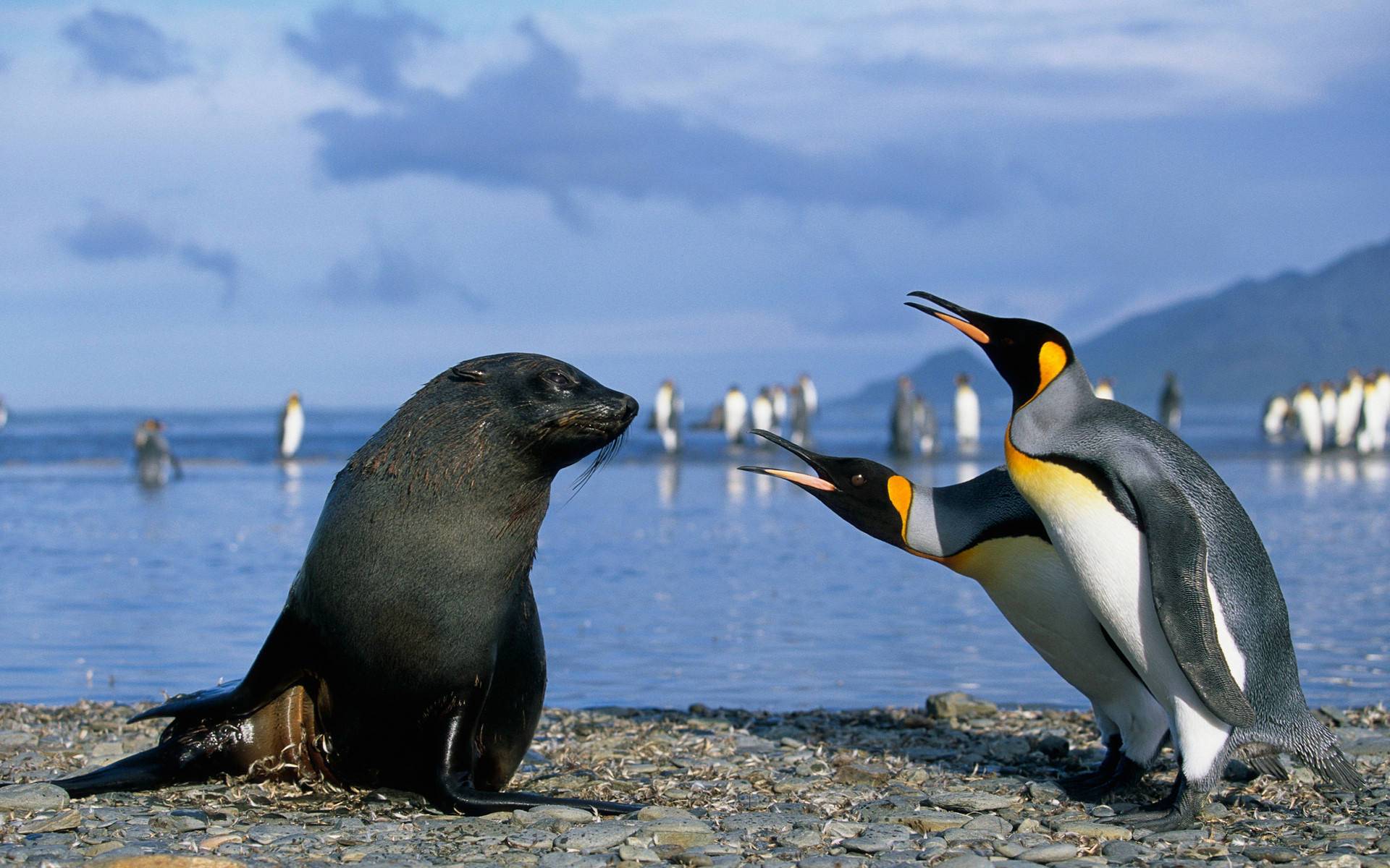 Seal Baby And Penguins Widescreen HD Wallpaper
