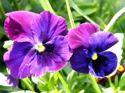 Wallpaper Purple Iris