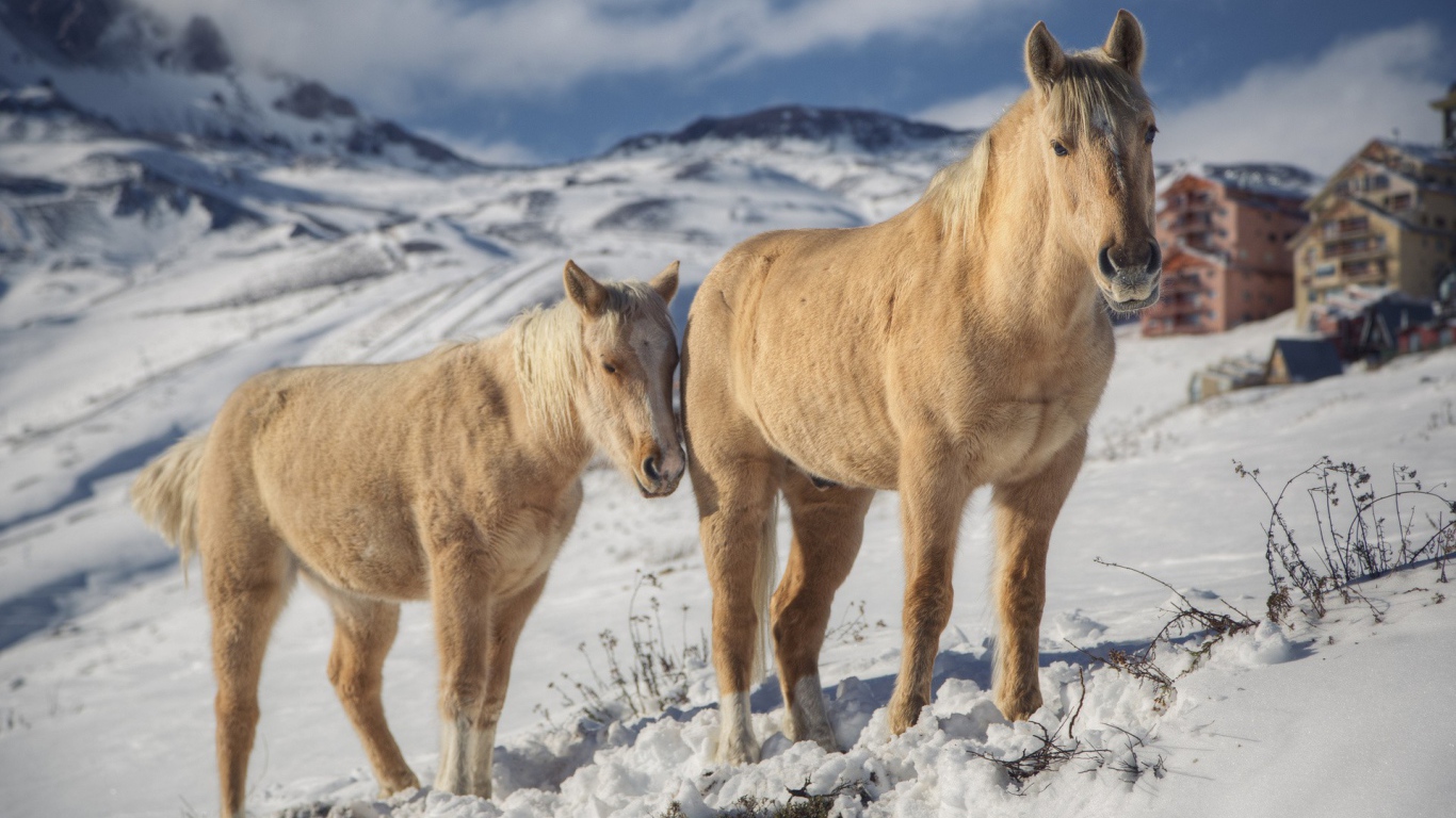 Desktop Wallpaper Animals Horses Two In The Winter