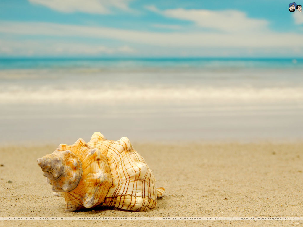Seashells Wallpaper HD Background
