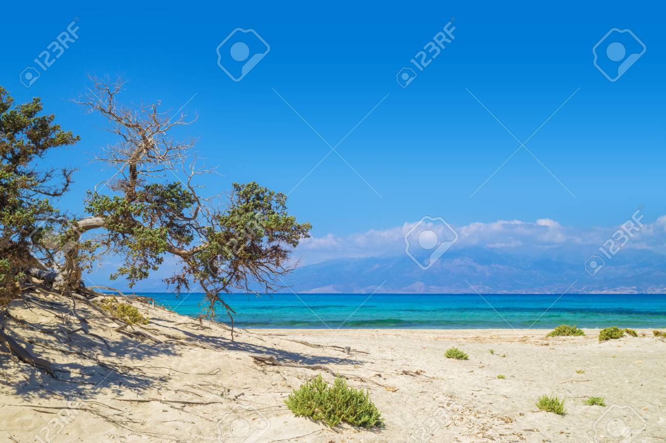 Chrisi Chrysi Island Background With Weird Lebanon Cedar Tree 1300x865