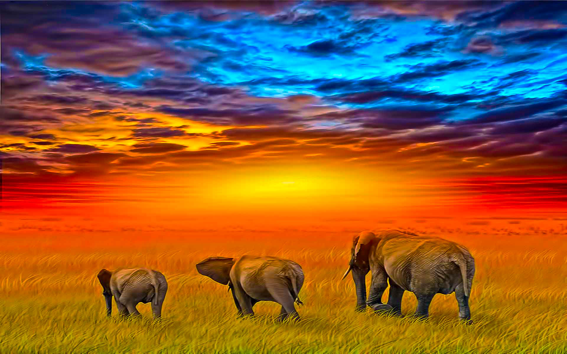 Elephant Puter Wallpaper Desktop Background