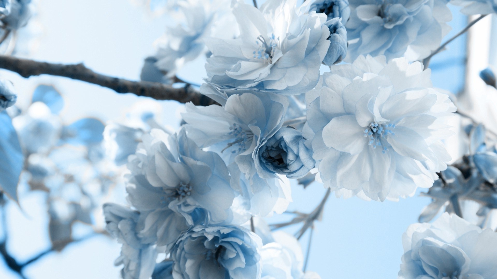 Blue Flower Wallpaper