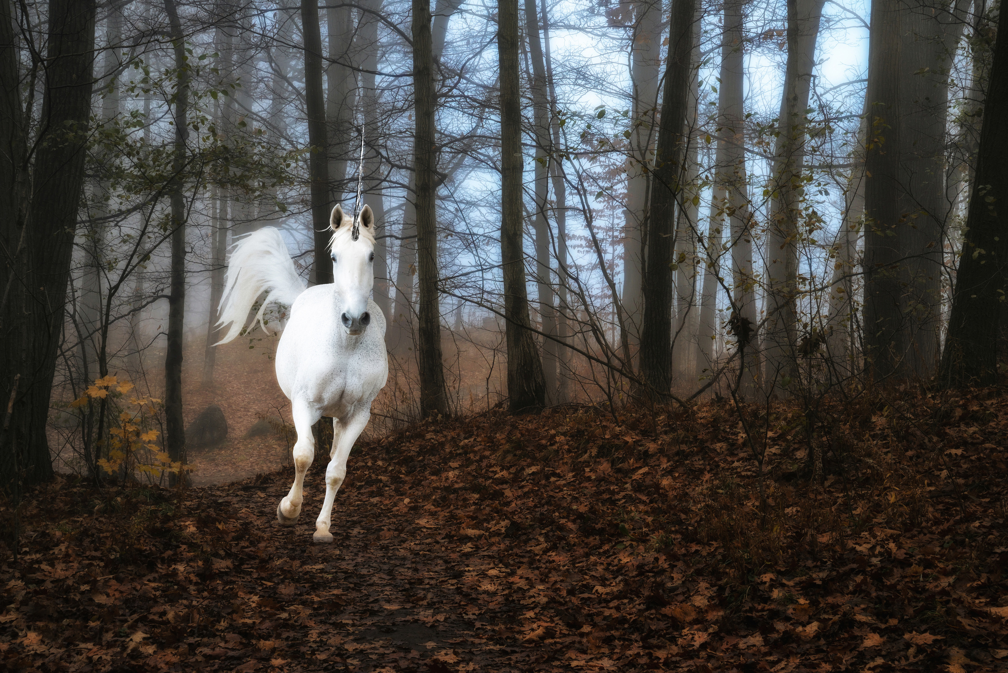 Wallpaper Forest Fog Unicorn Fantasy