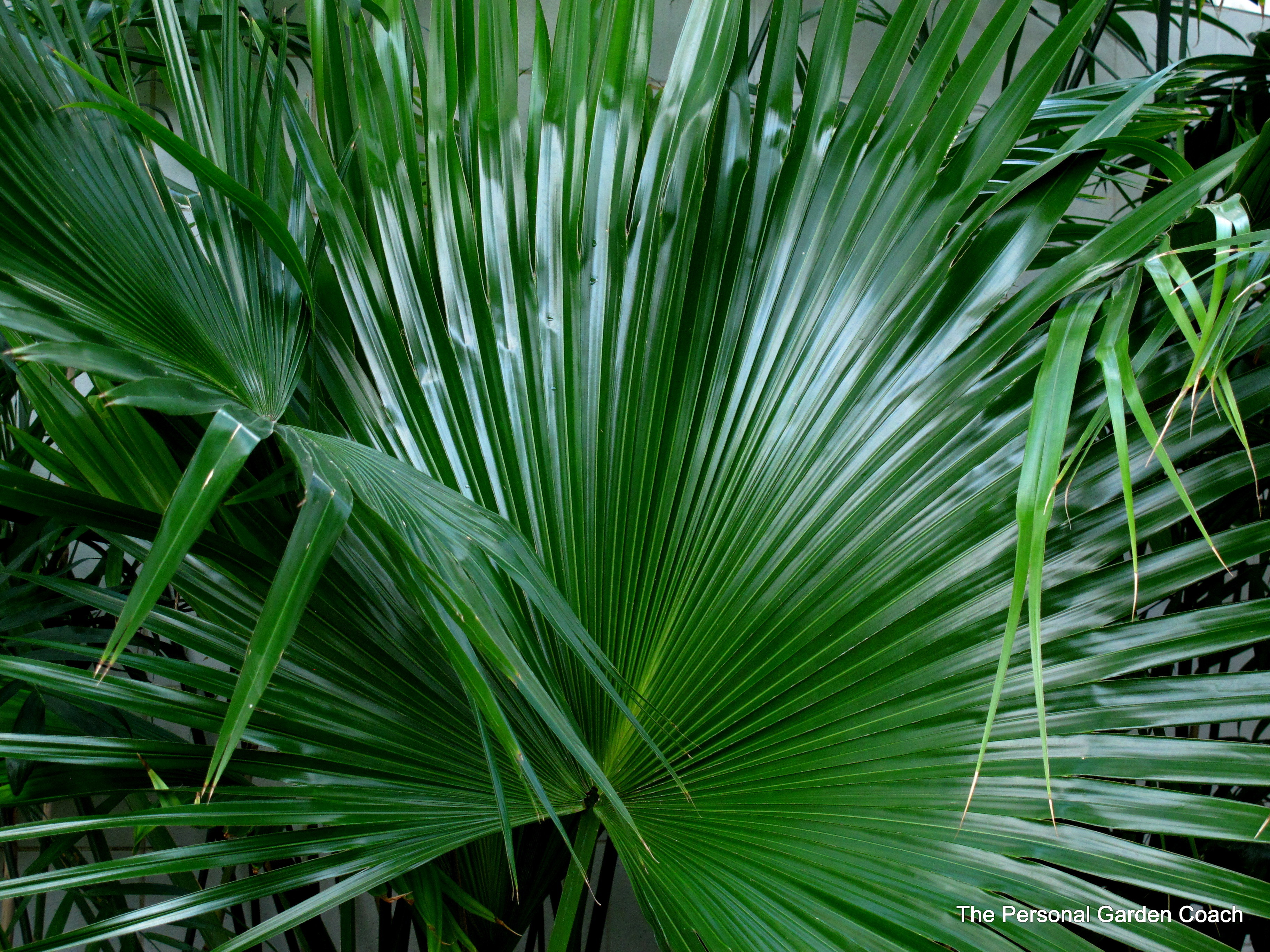 Лист пальмы Вашингтония зеленый