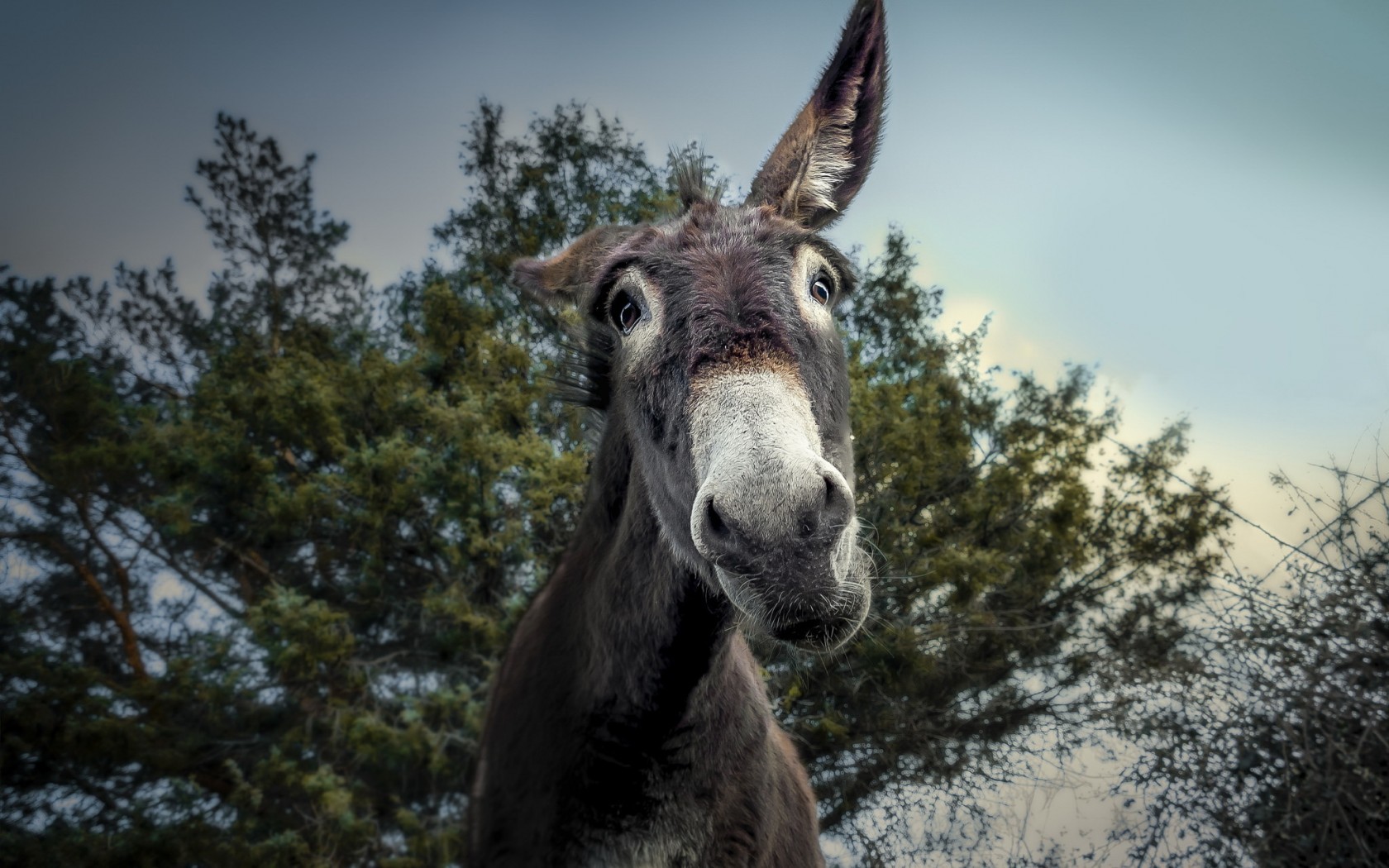 Animals Donkey Wallpaper