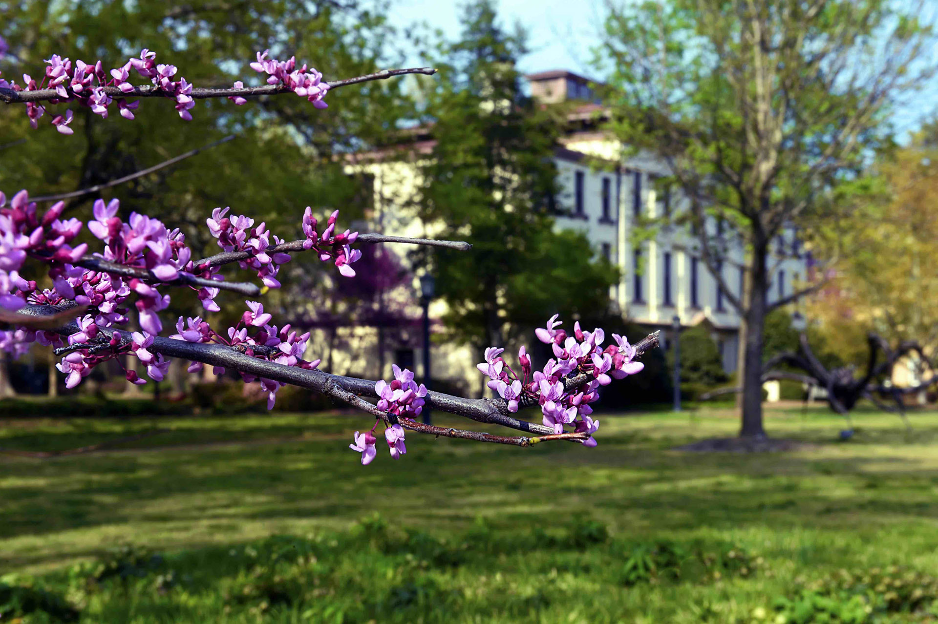 Missing Spring At Carolina Here Are Some Virtual Background