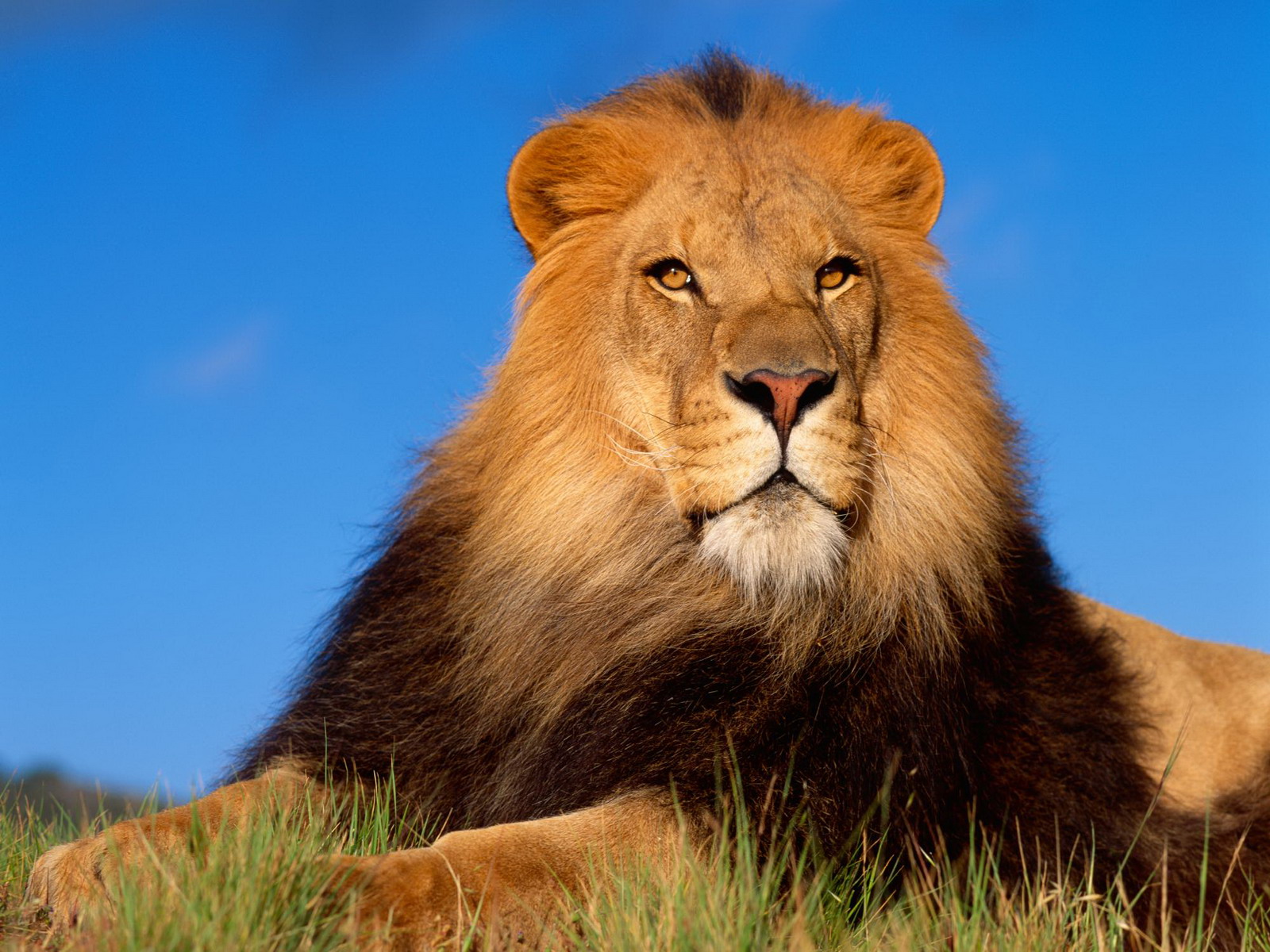 Indian Lion And African White Loin Best Size HD Wallpaper