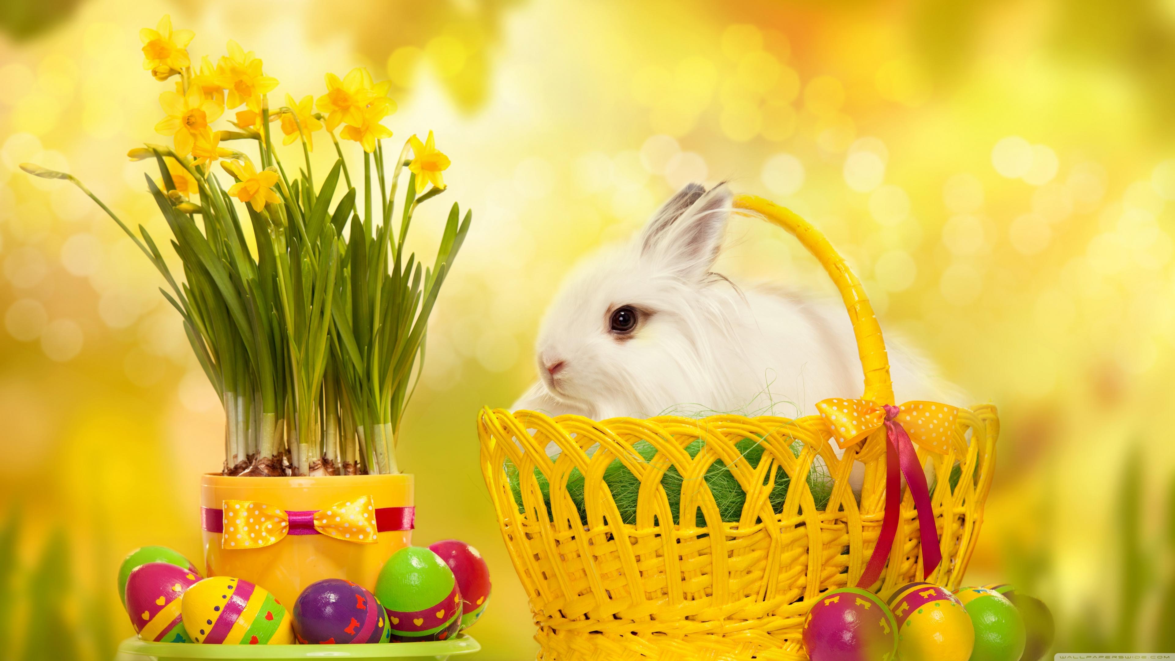 Happy Easter Bunny Ultra HD Desktop Background Wallpaper For 4k